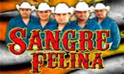 Sangre Felina contrataciones e informes cuanto cobra